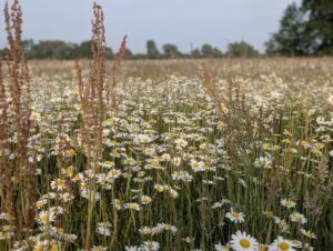 Ultra Puszcza Pyzdrska