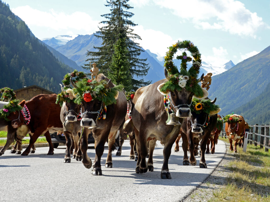Spęd zwierząt w Dolinie Stubai _ fot. Stubai Tirol Tourist Office